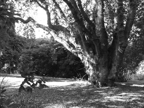 Bois des Moutiers (29) mars 2012